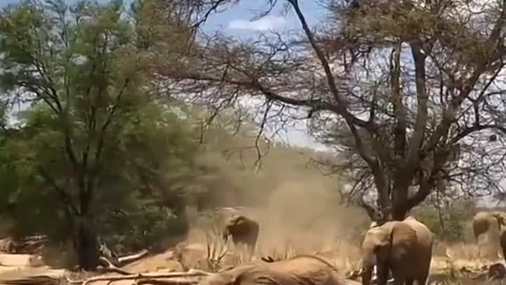 Слоны не умеют прыгать, зато мастерски скатываются