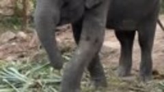Русские налаживают контакты с индийскими слонами