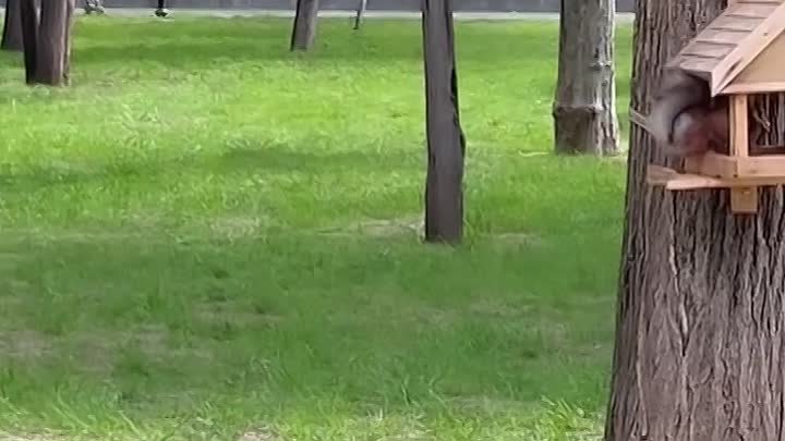 Милота  🐿️ в городском парке Усть-Лабинска