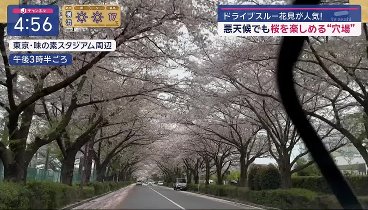 スーパーJチャンネル 240409 動画 関東「警報級大雨」か…満開の桜に試練の雨風 | 2024年4月9日