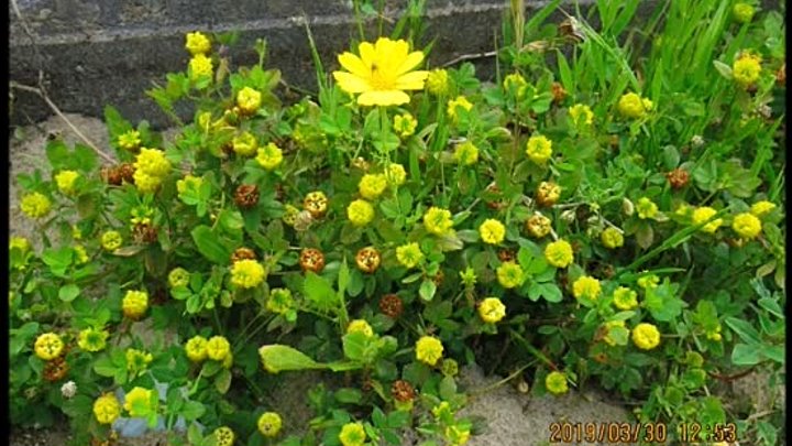 Клевер желтый фото Клевер желтый фото