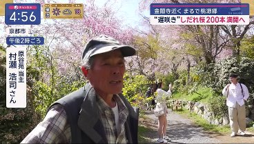 スーパーJチャンネル 240410 動画 まだまだ見頃終わらず 秀吉水路に桜トンネル | 2024年4月10日
