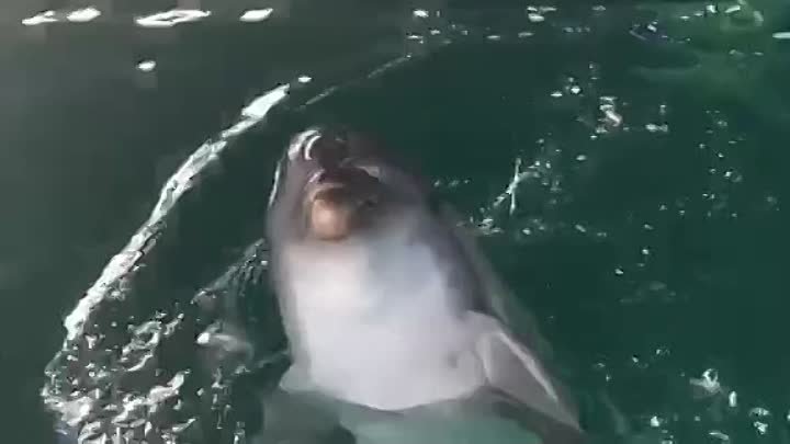 поющий дельфин