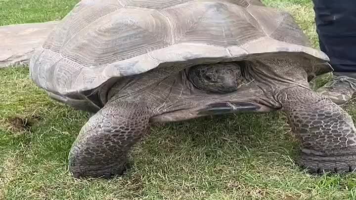Черепахи чувствуют, когда к их панцирю прикасаются
