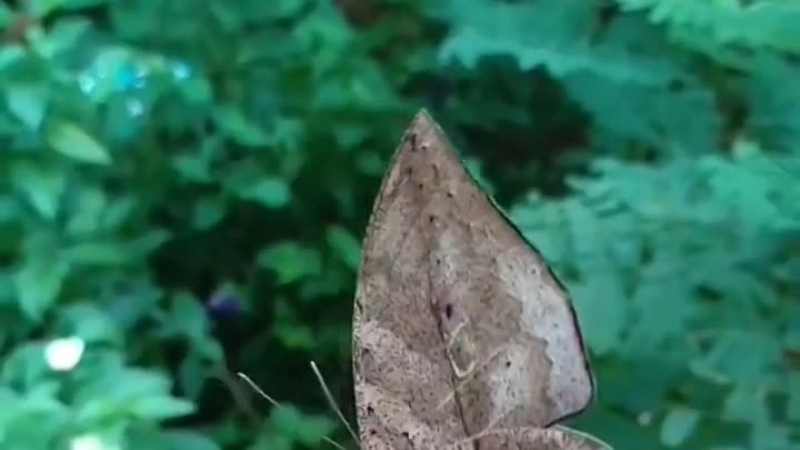 Бабочка, которая скрывает свою красоту