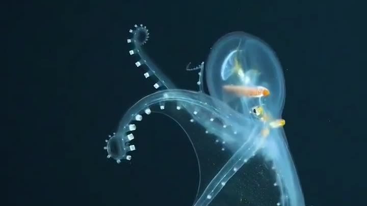 Существо с прозрачным телом - стеклянный осьминог
