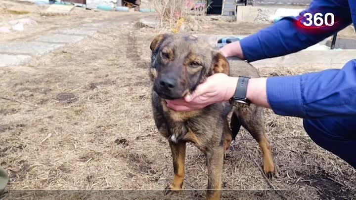 Собака спасла ребенка от смерти - согревала всю ночь в лесах Приморья