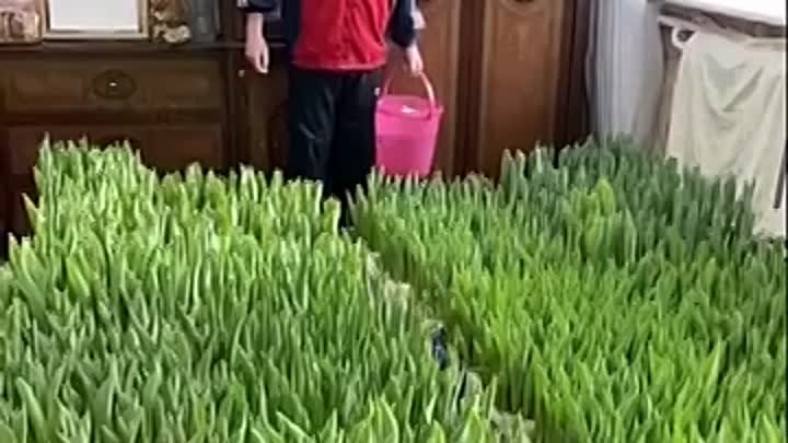 Мужчина вырастил в квартире сотни тюльпанов