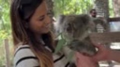 Это счастье - подержать коалу