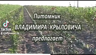 Приглашаем за саженцами в питомник с 9 до 18 без выходных: д. Бол. Н ...