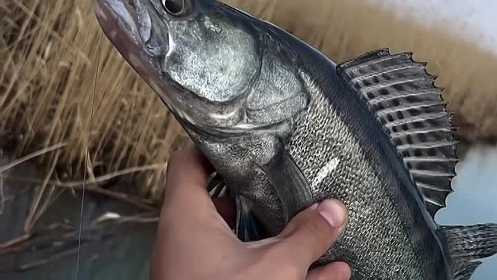Видео от Замечен на рыбалке (1)