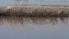 Около Банного 300 лебедей Оренбург