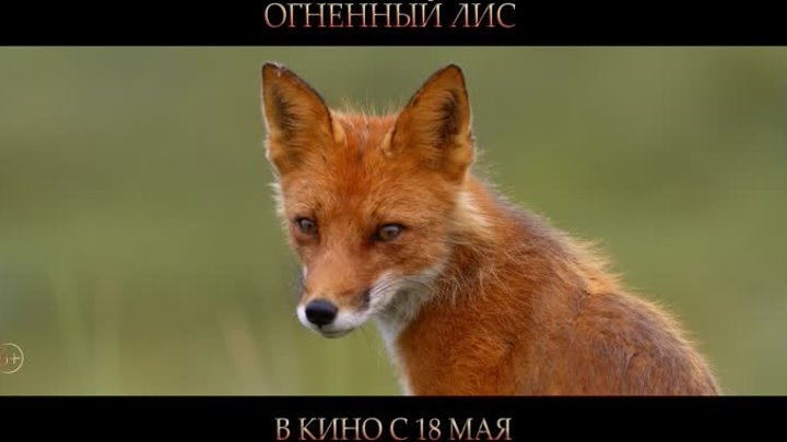 Огненный лис — официальный трейлер рыжего фильма! В кинотеатрах с 18 мая!