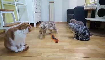 Реакция кошек на гигантскую сороконожку