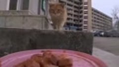Доставка еды для уличных котиков