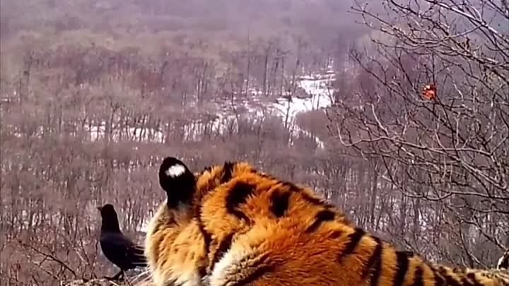 Видео сняли на территории заповедника «Земля леопарда» в Приморье!