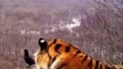 Видео сняли на территории заповедника «Земля леопарда» в При...