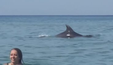 Игра дельфинов с купающимися у берега Анапы