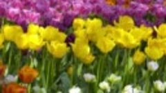 История появления тюльпанов и какие виды существуют