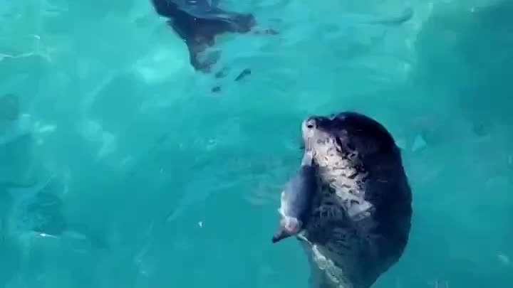Тюлени учатся есть рыбу