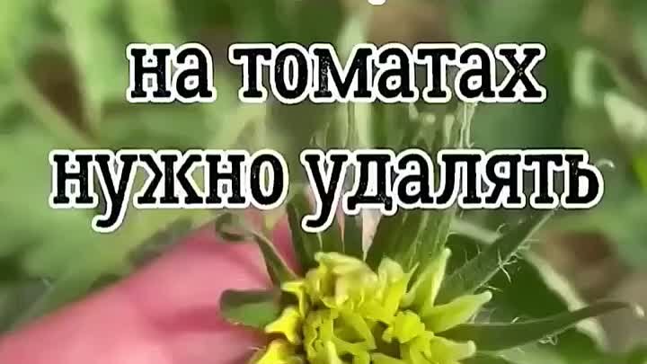 - Почему нужно удалять махровые цветки у томатов!