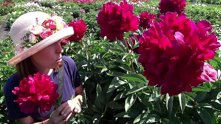 Пион фалькон фото Пион фалькон фото