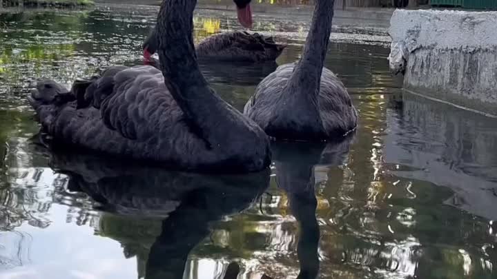 Лебединое озеро в Новом Афоне😍🦢🦢🦢