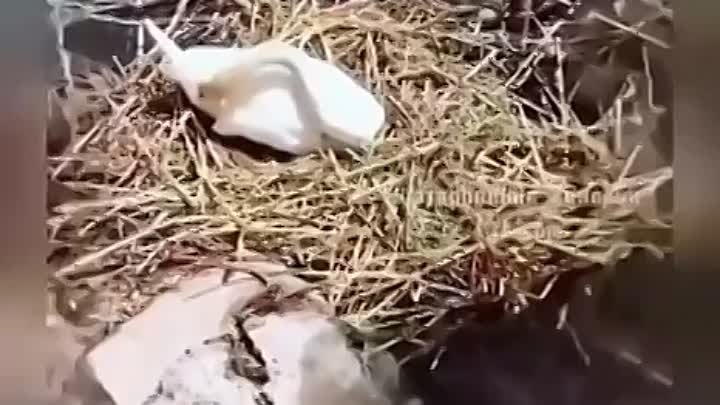 Трогательная история лебедя 