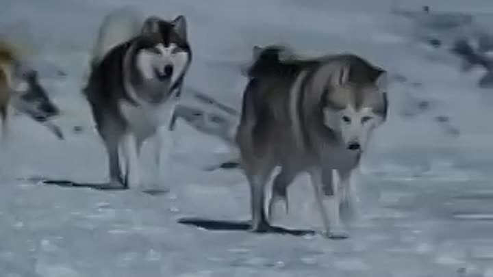 Красивая музыка про волков