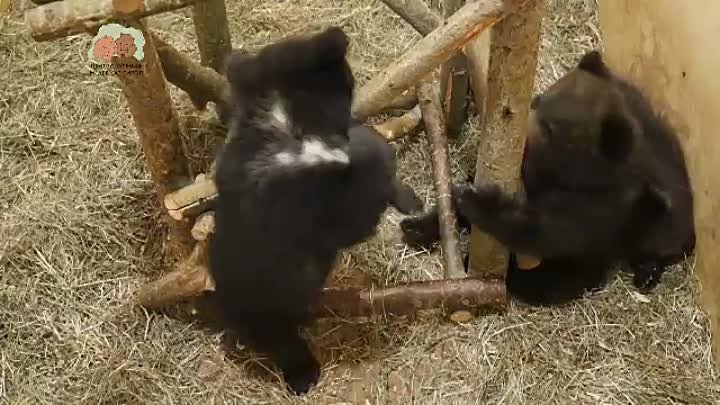 Видео от Центр спасения медвежат-сирот