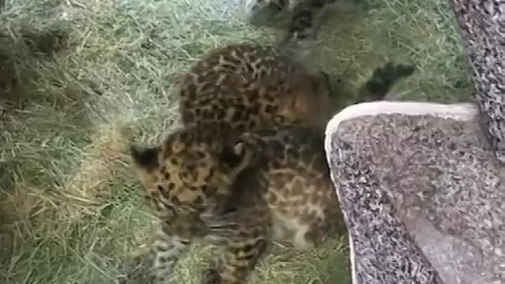 Малыш дальневосточного леопарда не хотел играть