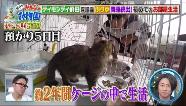 嗚呼‼みんなの動物園 240217 動画 池崎一門に猫好き芸能人が続々登場2時間SP！ | 2024年2月17日