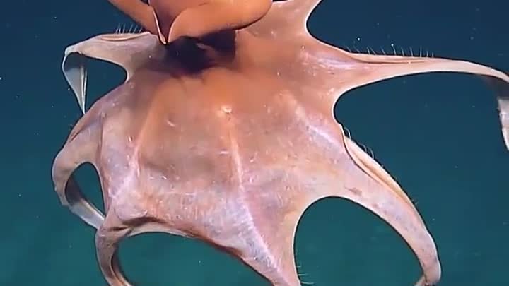 Глубоководный осьминог.