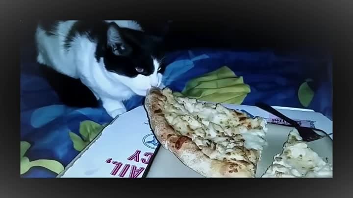 Коты крадут пиццу Подборка