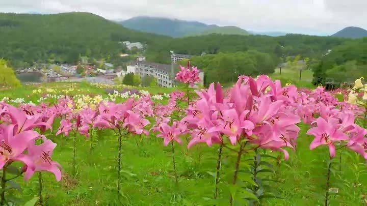 Лилии цветут и пахнут у озера Ширакаба. Село КИОТО в середине лета.  ...