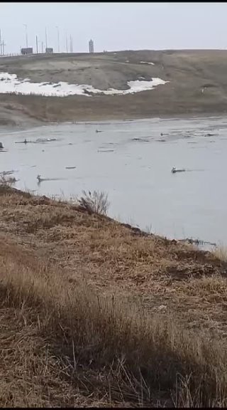 Косули спасаются от наводнения (Северный Казахстан)