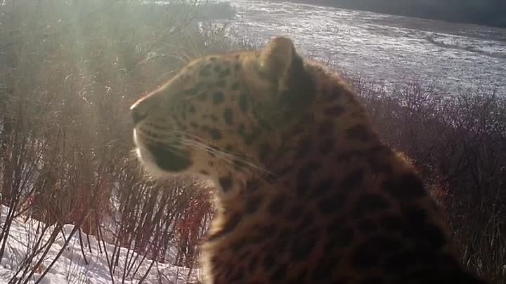 Обнаружен леопард в Уссурийске