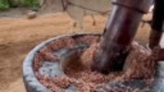 Традиционный метод добычи арахисового масла.