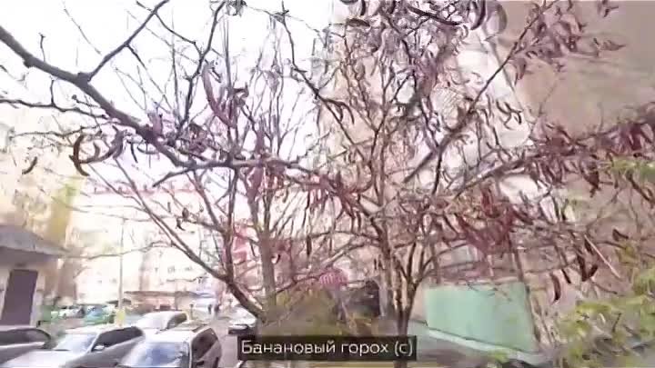 Русские нашли необычное растение в Кыргызстане