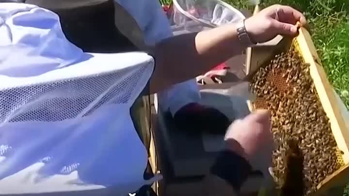 Пчеловодство в Германии