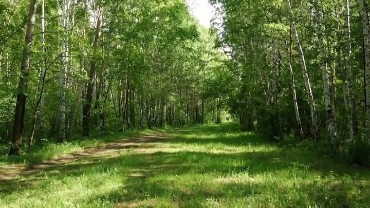 Леса екатеринбурга фото Леса екатеринбурга фото