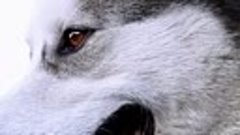 Волки держат в страхе село в Гагаузии (240p)