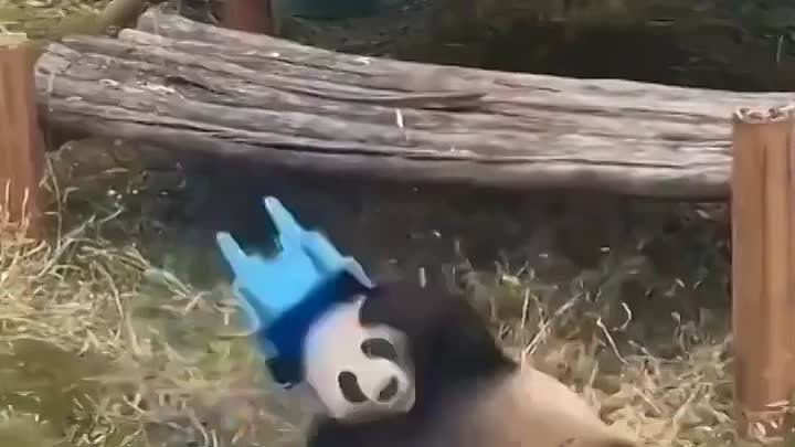 Грациозная панда
