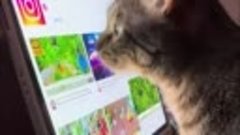 Котик научился пользоваться планшетом