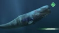 Морские млекопитающие - чемпионы глубин