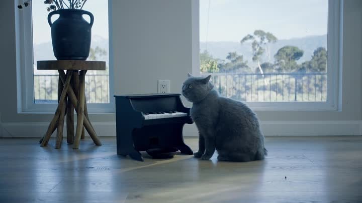 Кормушка для котов и собак в виде пианино.