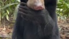 Малайский медведь сосёт лапу