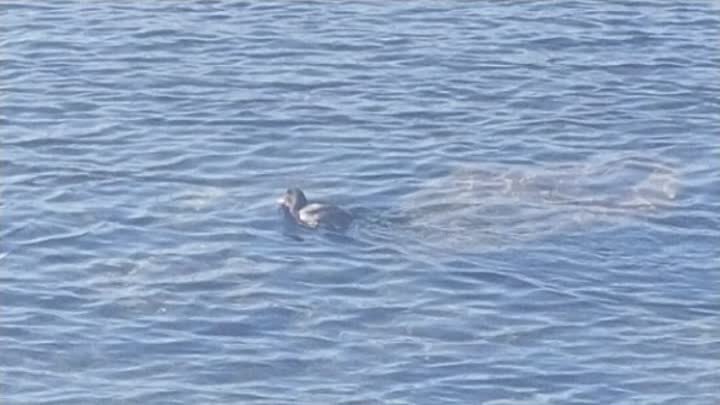 Байкальская утка добывает пропитание в водах Байкала