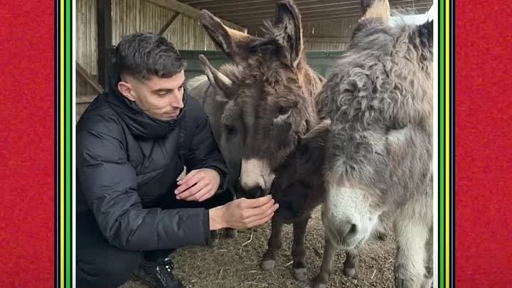 Хавертц любит ослов