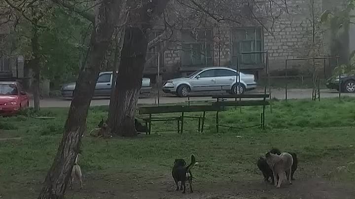 Бродячие собаки в Бендерах